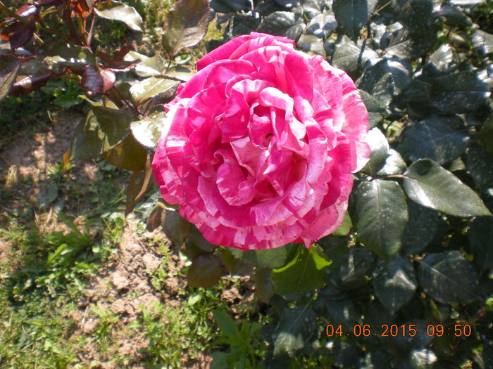 DSCN2250 - trandafiri