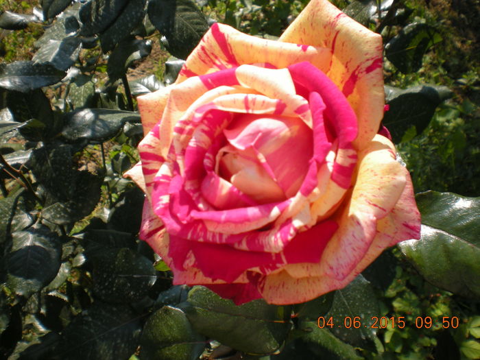 DSCN2251 - trandafiri