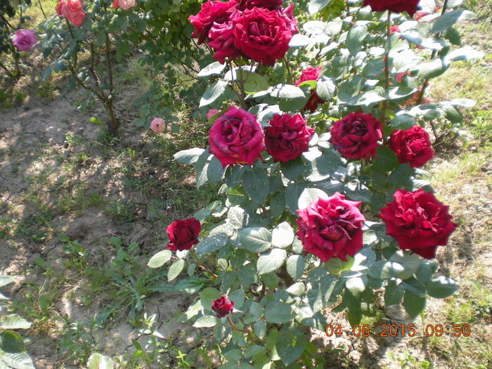 DSCN2252 - trandafiri