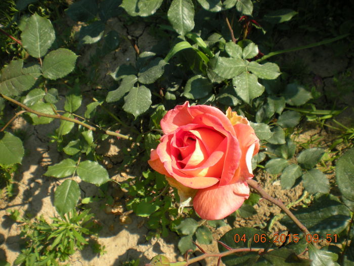 DSCN2253 - trandafiri