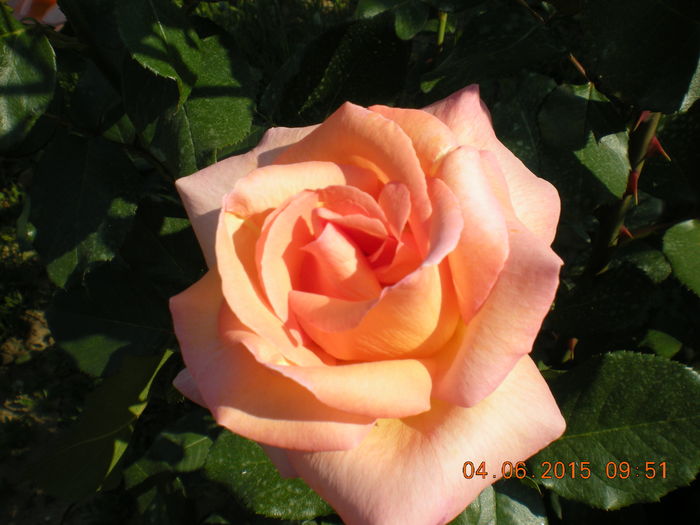 DSCN2254 - trandafiri