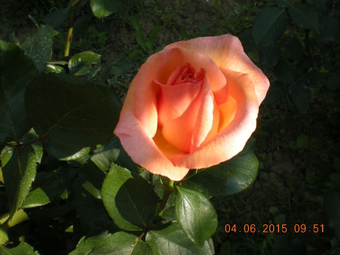 DSCN2255 - trandafiri