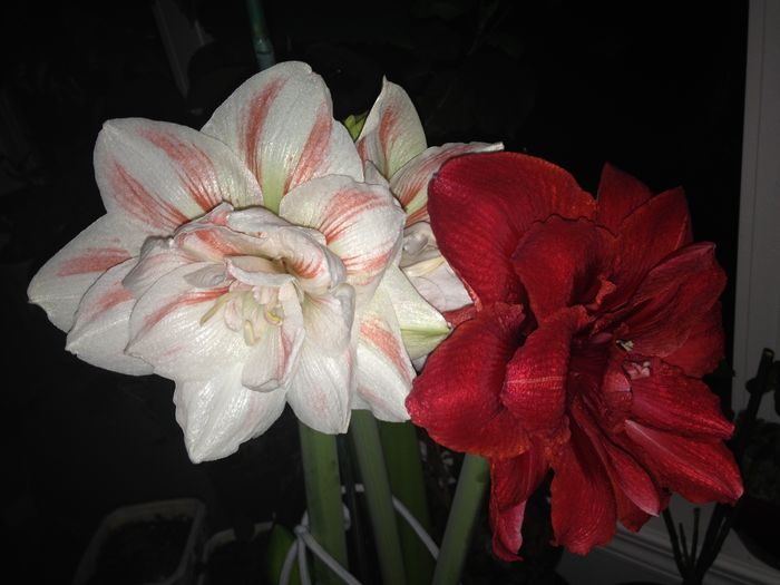 15 dec. 2015 - Amaryllis