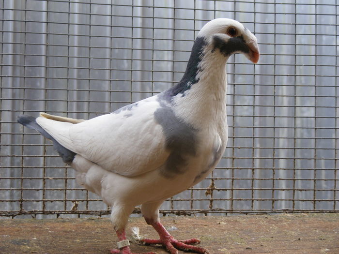 F 2015 vinduta dec.2015