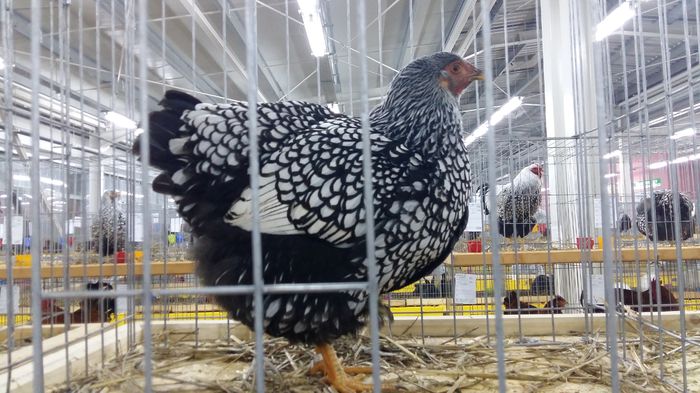 Campioana nationala Lugoj 2015 - WIANDOTTE ARGINTIU