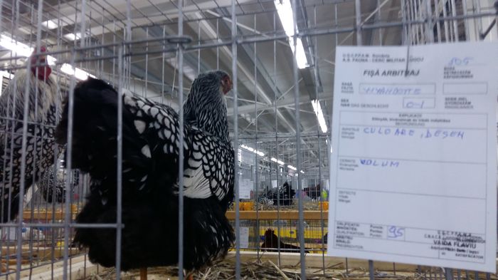 Campioana Nationala Lugoj 2015 - WIANDOTTE ARGINTIU