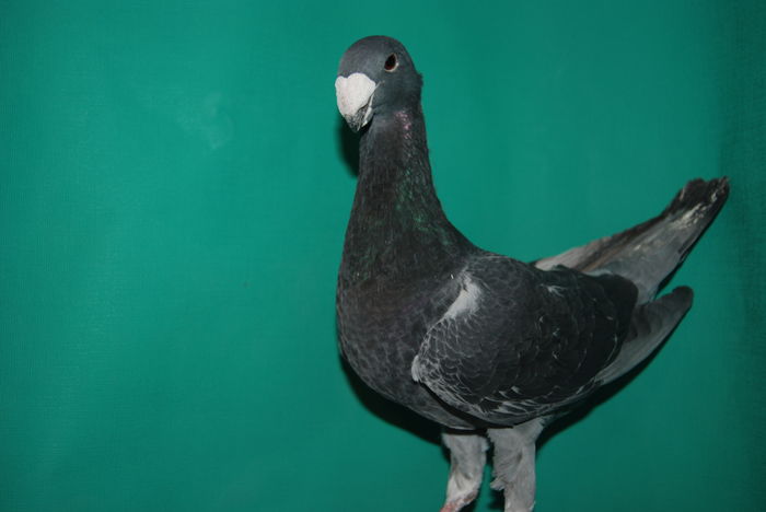 DSC_0088masc.2015retinut