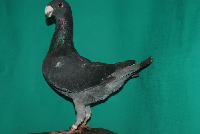 DSC_0092masc.2015vindut