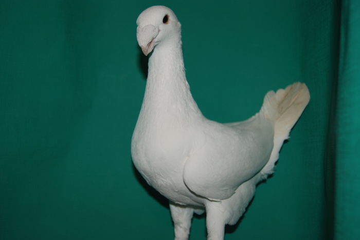 DSC_0093masc.2014.hungaryvindut; cr.deak miklos
