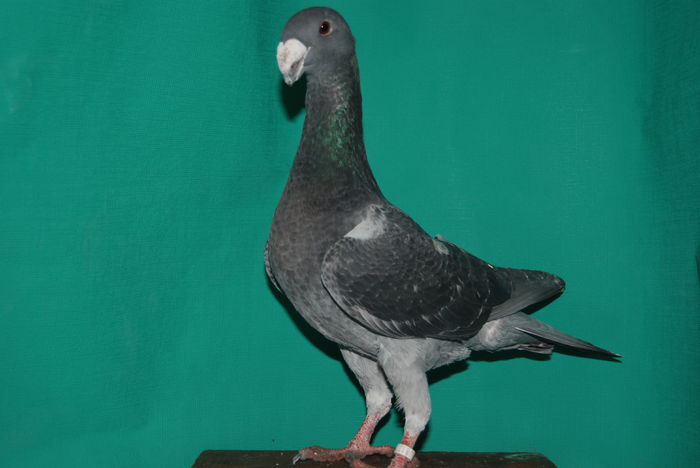 DSC_0098fem.2015retinuta