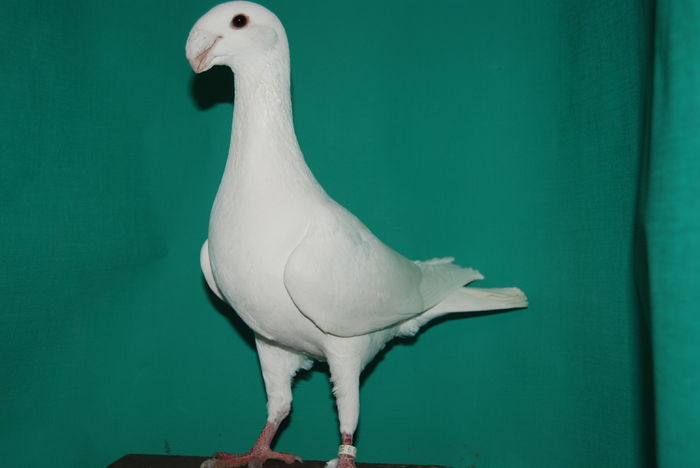 DSC_0099masc.2015 vindut