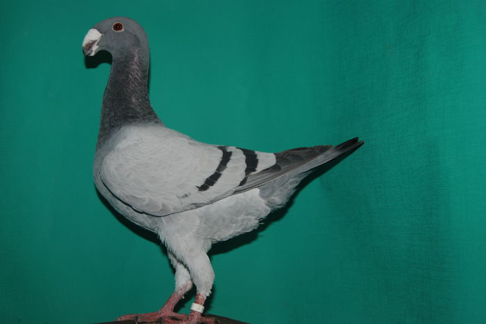 DSC_0101masc.2015vindut