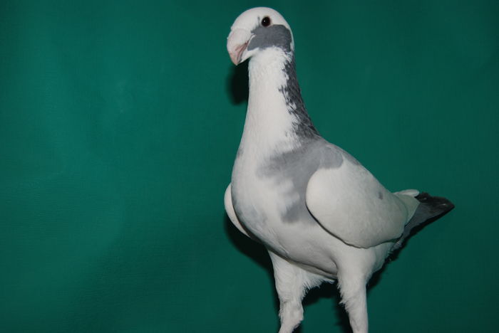 DSC_0105fem.2015vinduta