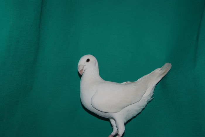 DSC_0106fem.2015vinduta