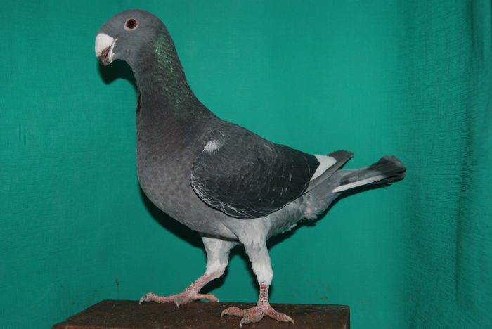 DSC_0107fem.2015vinduta