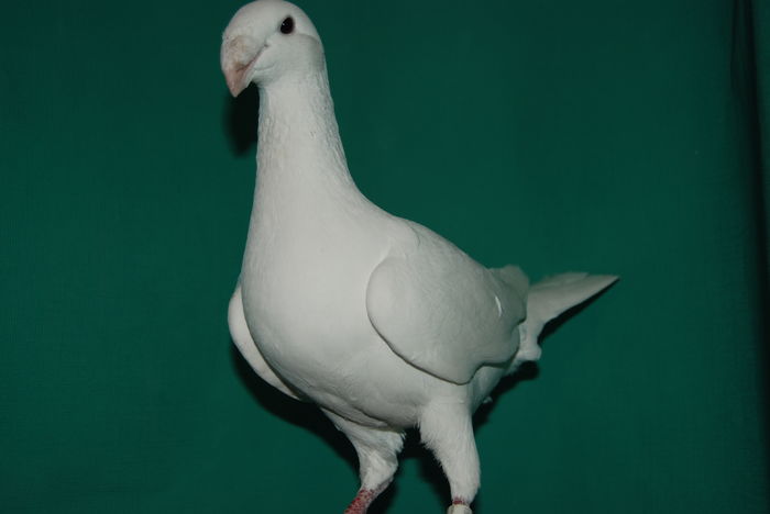 DSC_0108fem2015vinduta