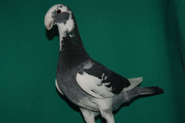 DSC_0109fem.2015vinduta