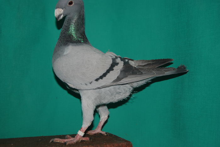 DSC_0110fem.2015vinduta