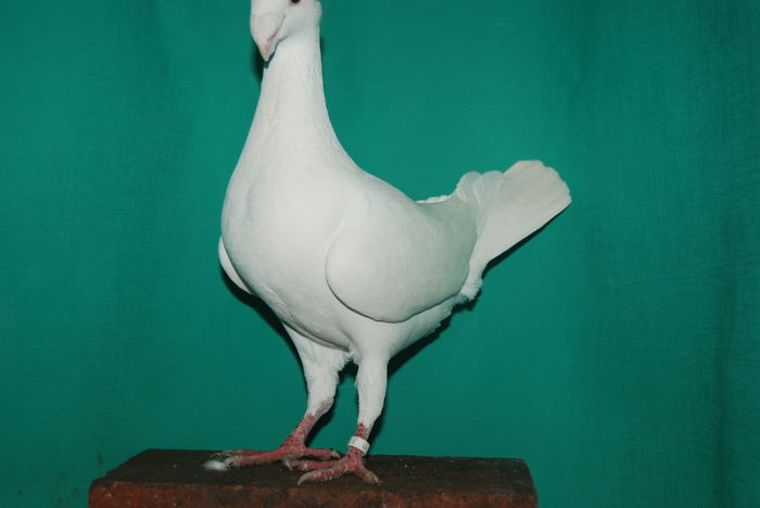 DSC_0111fem.2015vinduta