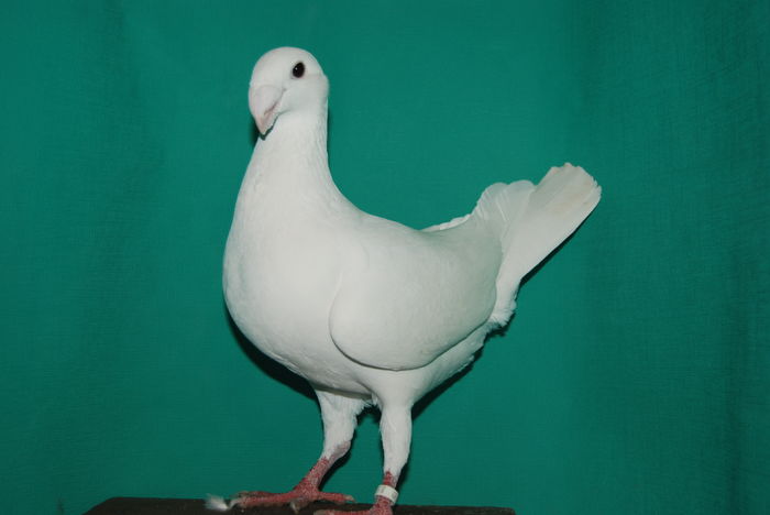 DSC_0112fem.2015vinduta