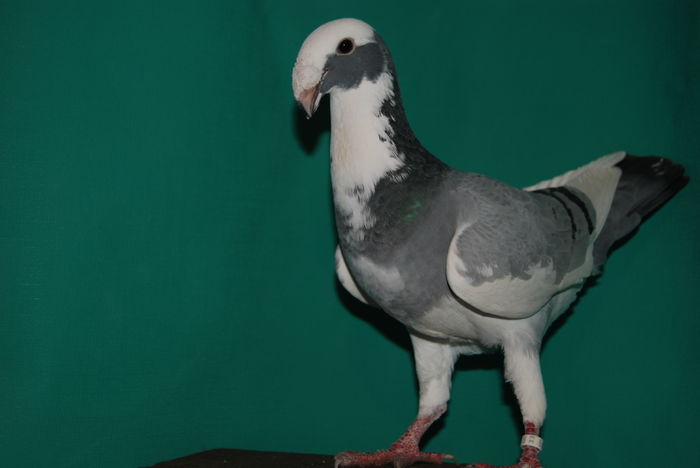 DSC_0113fem.2015vinduta