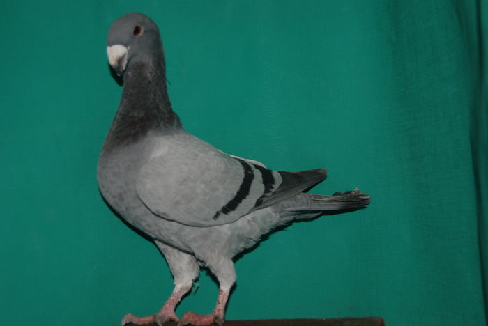 DSC_0115fem.2015vinduta