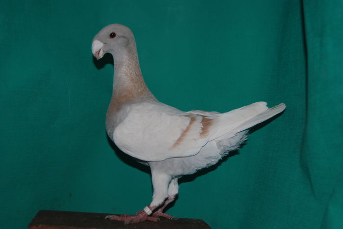 DSC_0126fem.2015 vinduta