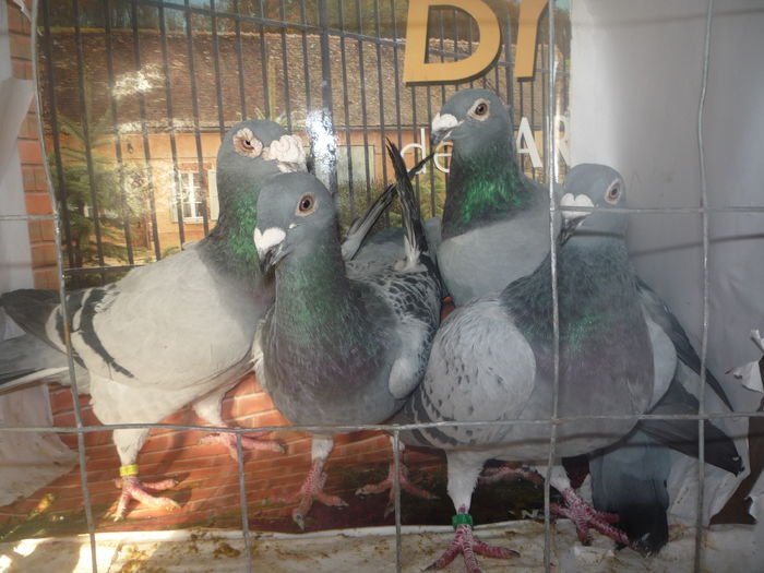 P1060802 - porumbei stil vechi 2015