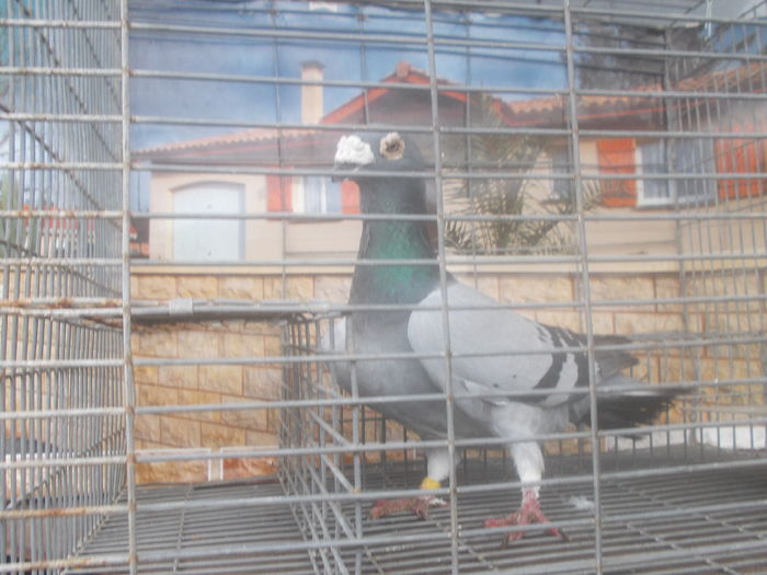 porumbei stil vechi 2015 234