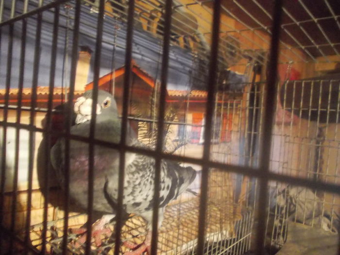 porumbei stil vechi 2015 236