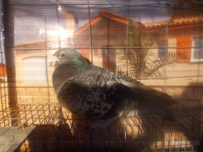 porumbei stil vechi 2015 237