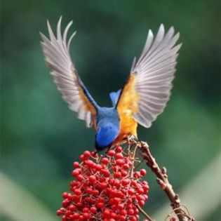 63314_64256f2df114778a9782f0cbbbceabaa_mdsq - BIRDS