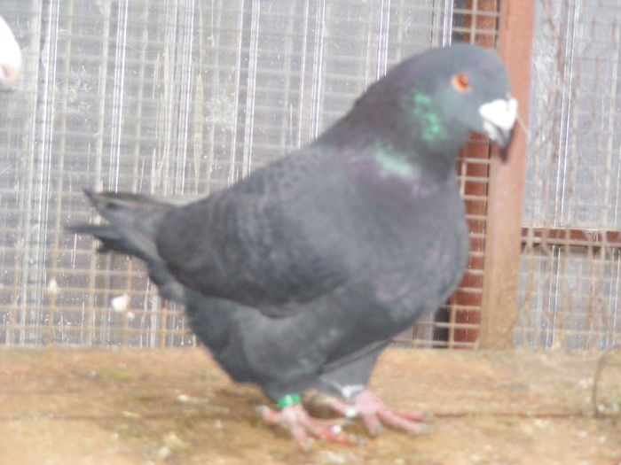 M 2013 vindut dec. 2015