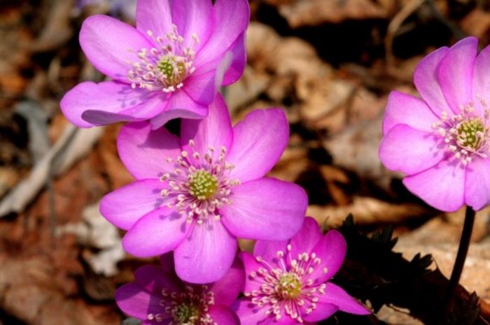 Hepatica Purple Forest