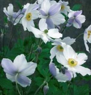 Anemone hybrida Wild Swan; White flowers from late spring to autumn,50-60cm,semiu.,Companion Plants(Hosta);(Astilbe);(Geranium);(Dicentra);(Heuchera)
