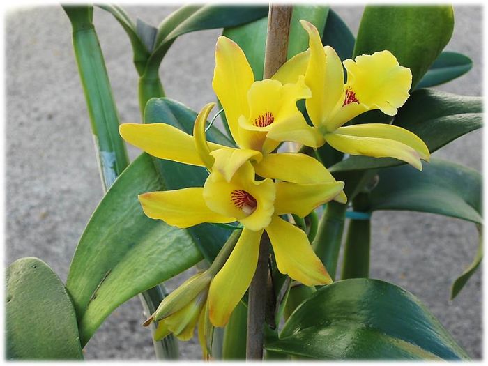 07_jan_vanilla_planifolia_grossman - ATENTIE cumpar orhidee  Vanilla Planifolia