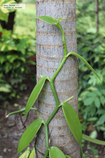650_1200.MEXIC - ATENTIE cumpar orhidee  Vanilla Planifolia