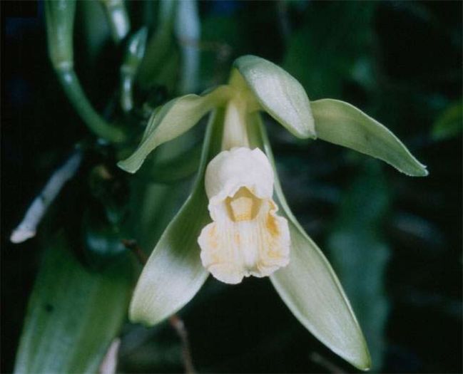 920 - ATENTIE cumpar orhidee  Vanilla Planifolia