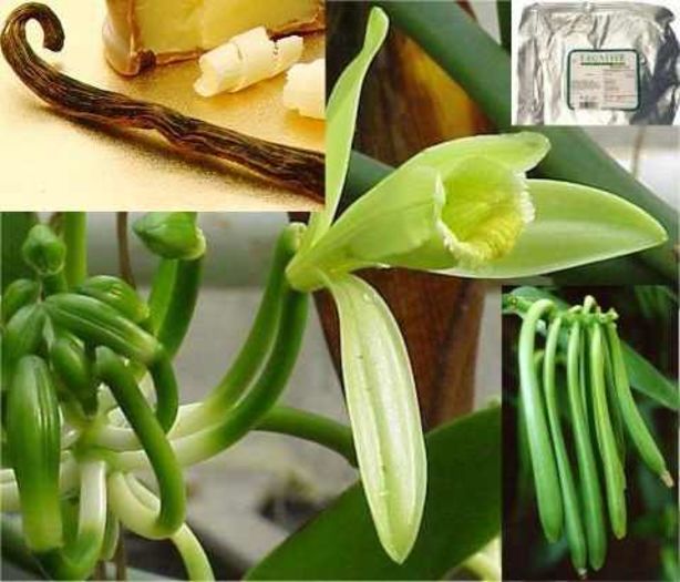 13377-MLM2997072846_082012-O - ATENTIE cumpar orhidee  Vanilla Planifolia