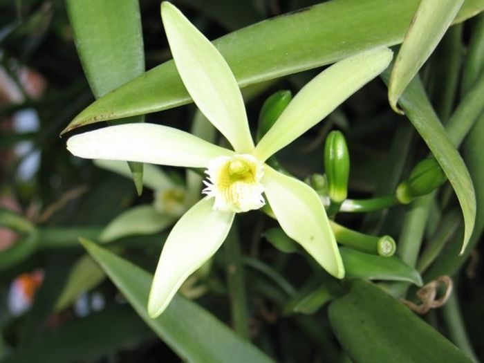 Beneficios-del-aceite-esencial-de-vainilla-0 - ATENTIE cumpar orhidee  Vanilla Planifolia