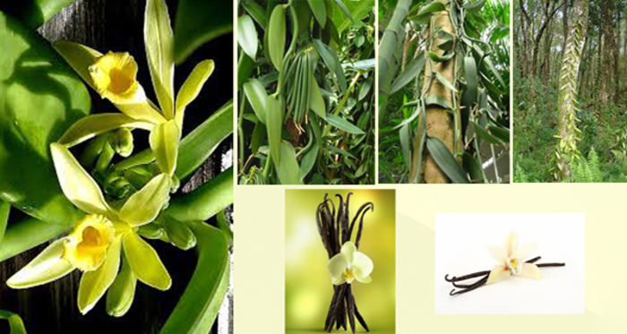 cultivo_vainilla - ATENTIE cumpar orhidee  Vanilla Planifolia