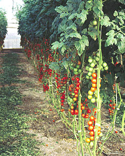 tomate_protegido_fig1