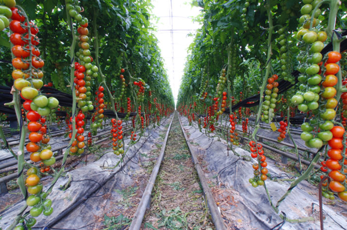 tomates-hidroponicos-climatizado