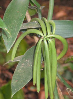 vainilla1 - ATENTIE cumpar orhidee  Vanilla Planifolia