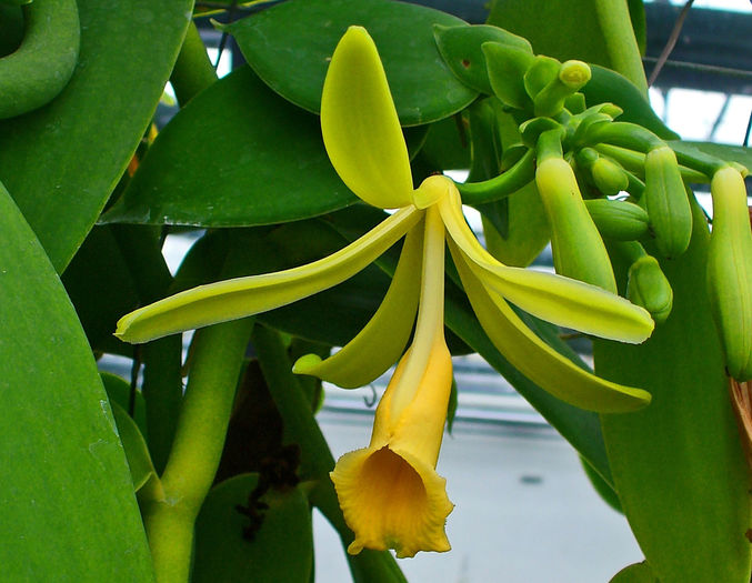 Vanilla_pompona_03 - ATENTIE cumpar orhidee  Vanilla Planifolia