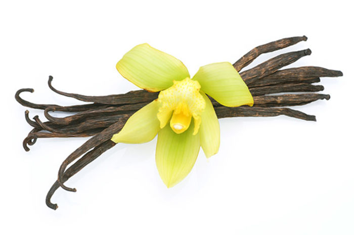 vanilla-extract-terrarium-by-studio-garden - ATENTIE cumpar orhidee  Vanilla Planifolia