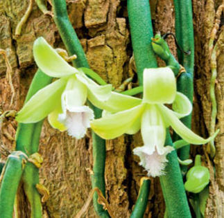sm_050101_24_es - ATENTIE cumpar orhidee  Vanilla Planifolia