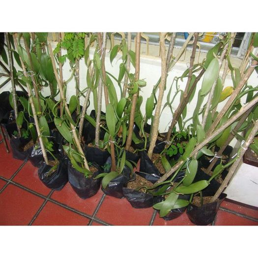 planta-de-vainilla-para-interiores-exteriores-au1_iZ59XvZxXpZ2XfZ24610602-427929052-2.jpgXsZ24610602 - ATENTIE cumpar orhidee  Vanilla Planifolia