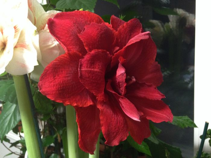 15 dec. 2015 - Amaryllis