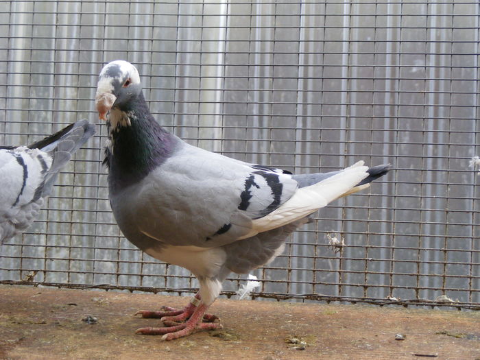 M 2015 vindut dec.2015